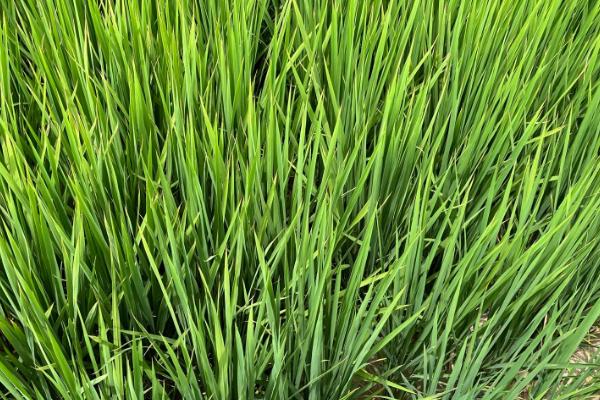 华浙优210水稻品种的特性，秧田播种量每亩14.0千克