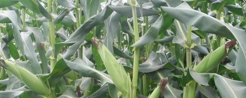庆甜糯12玉米种子介绍，注意防治玉米螟及蚜虫