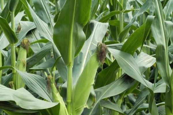 陇硕298玉米种子特点，种植密度每亩5500株