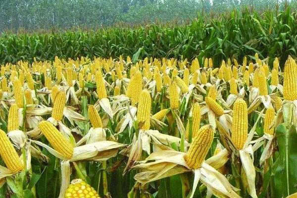 京科青贮932玉米品种的特性，青贮生育期135天
