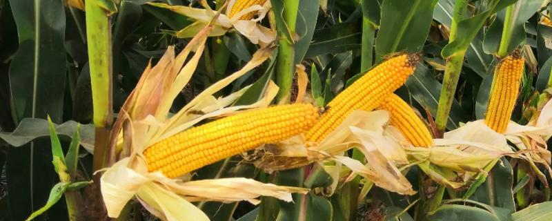 辉玉717玉米种子特征特性，亩种植密度5500株
