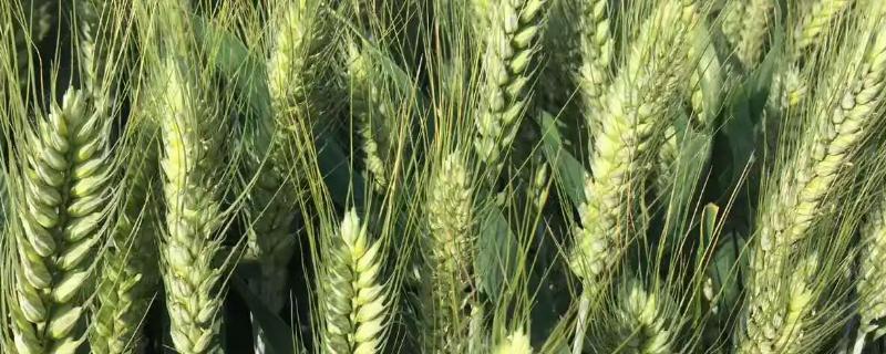 陇春46号小麦品种的特性，每亩适宜基本苗40～45万