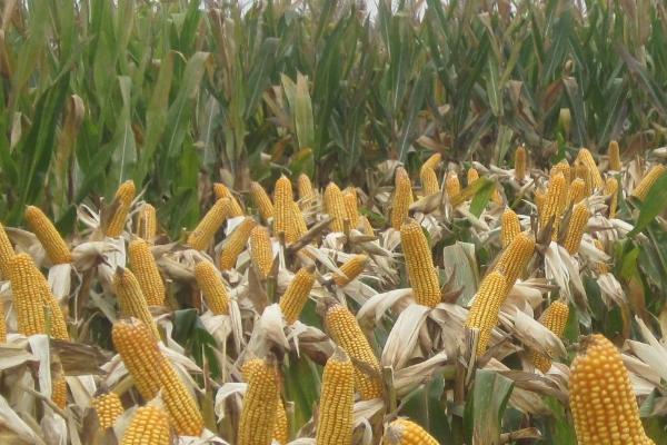 辉玉717玉米种子特征特性，亩种植密度5500株