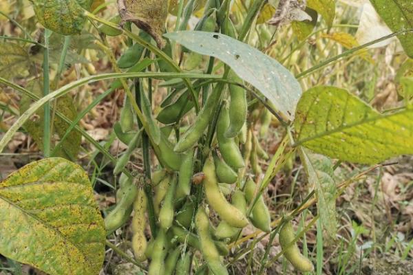 宁豆12号大豆种子介绍，亩种植密度1.2-1.5万株