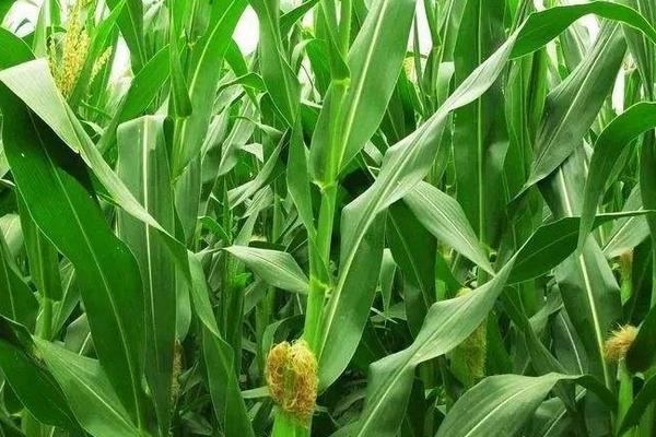 屯育337玉米品种的特性，4月上旬播种