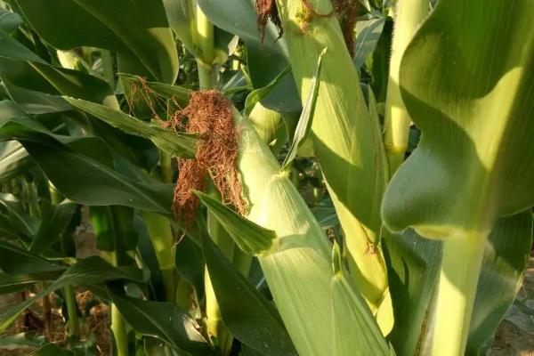 辉玉717玉米种子特征特性，亩种植密度5500株