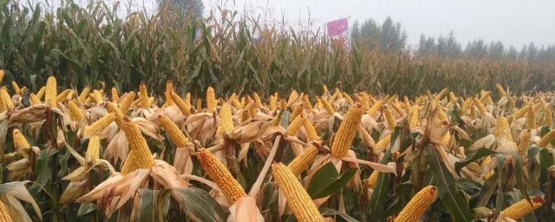陇硕298玉米种子特点，种植密度每亩5500株