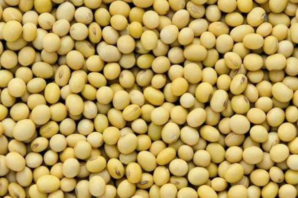 齐黄35大豆种子简介，春大豆中熟品种