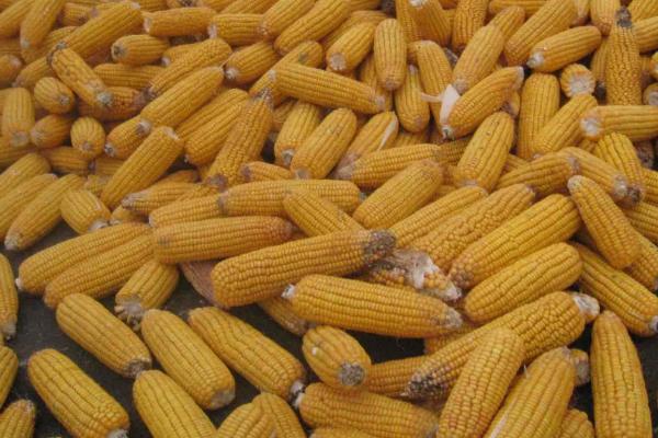 科育217玉米品种简介，地温要确保10℃以上进行播种