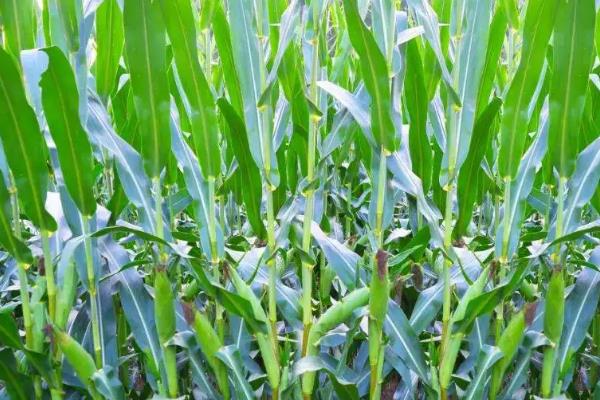 科育217玉米品种简介，地温要确保10℃以上进行播种
