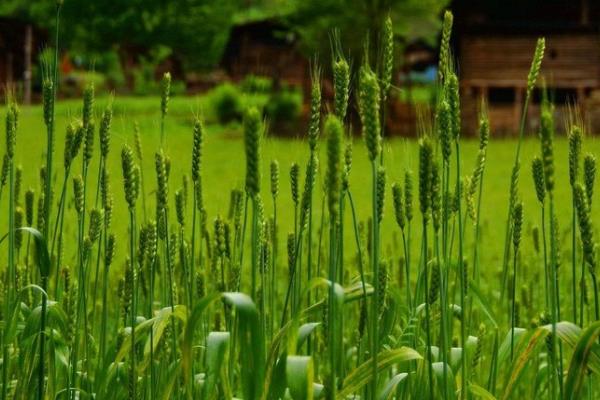 菏麦37小麦品种简介，每亩适宜基本苗14万—22万
