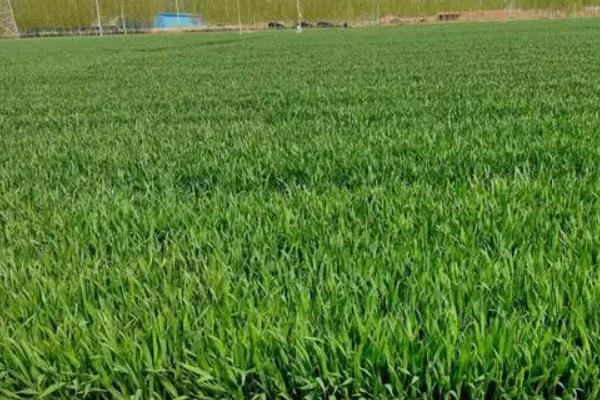 菏麦37小麦品种简介，每亩适宜基本苗14万—22万