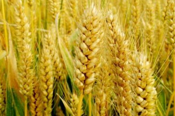 徐麦603小麦种子特征特性，每亩适宜基本苗15万—18万