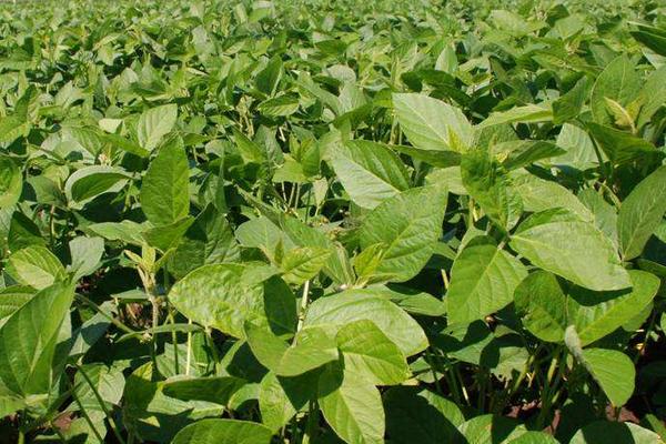邯豆26大豆种子特征特性，每亩留苗1.2～1.5万株