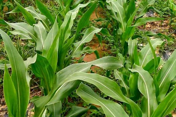 福瞾88玉米种子特点，苗期注意防治蓟马等害虫