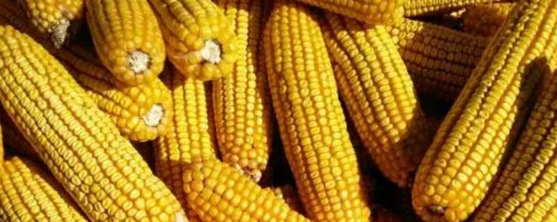 新彭318玉米种子简介，中抗镰孢穗腐病