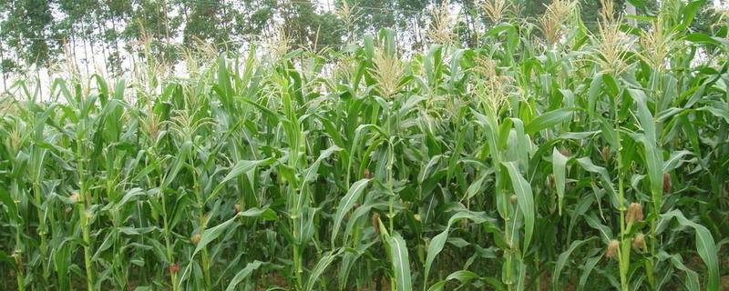 粮丰10玉米种子特点，适宜播期为6月7日~20日