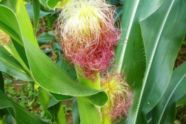 DK118玉米品种的特性，适宜播期4月下旬至5月上旬