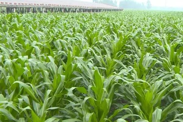 农力705玉米品种的特性，中抗镰孢穗腐病