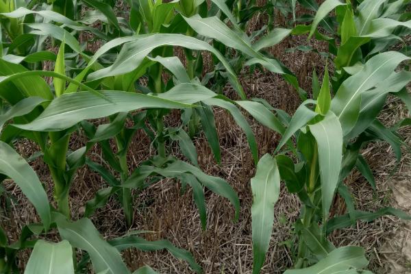 DK118玉米品种的特性，适宜播期4月下旬至5月上旬