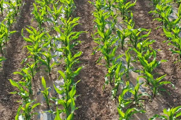 DK118玉米品种的特性，适宜播期4月下旬至5月上旬