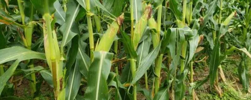 DK118玉米品种的特性，适宜播期4月下旬至5月上旬