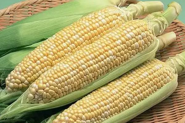 农力705玉米品种的特性，中抗镰孢穗腐病