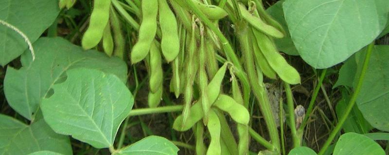 邯豆26大豆种子特征特性，每亩留苗1.2～1.5万株
