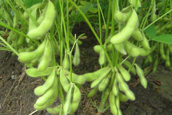邯豆26大豆种子特征特性，每亩留苗1.2～1.5万株