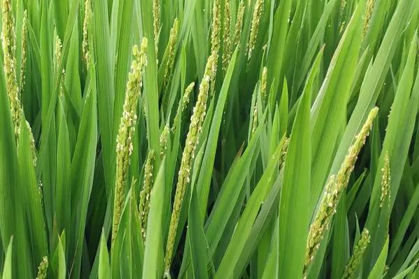 苁两优油晶水稻种子特点，每亩有效穗数16.5万穗