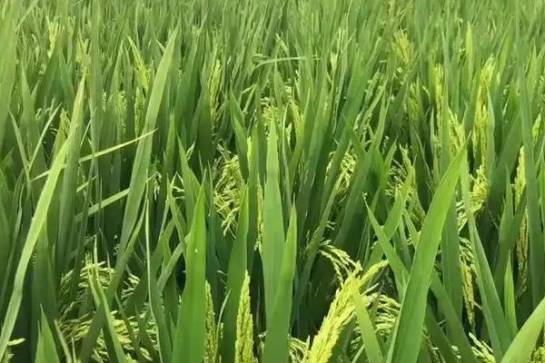 常两优鄂丰丝苗水稻种子特征特性，每亩插足基本苗8万以上