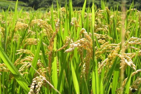 芜香占2号水稻品种的特性，每亩插足基本苗8万以上