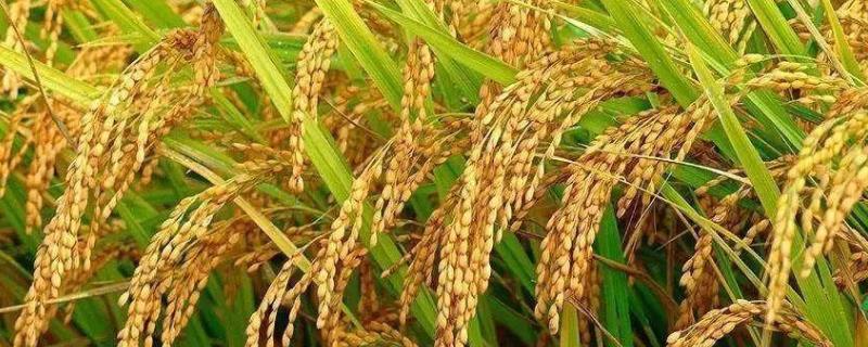 美香两优贡丝香水稻品种的特性，一般6月上旬—6月中旬播种