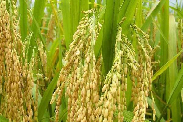 芜香占2号水稻品种的特性，每亩插足基本苗8万以上