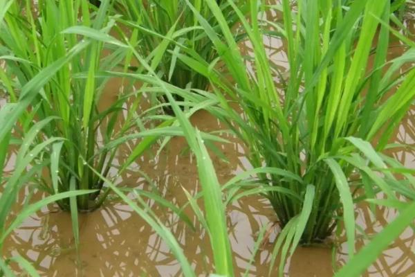 沪科优泰香水稻品种的特性，每亩插足基本苗8万以上