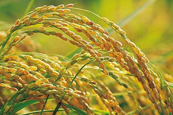 粮两优1791水稻种子简介，一般4月中旬—5月中旬播种