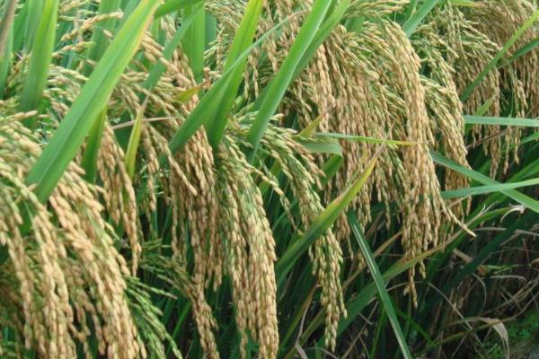 芜香占2号水稻品种的特性，每亩插足基本苗8万以上