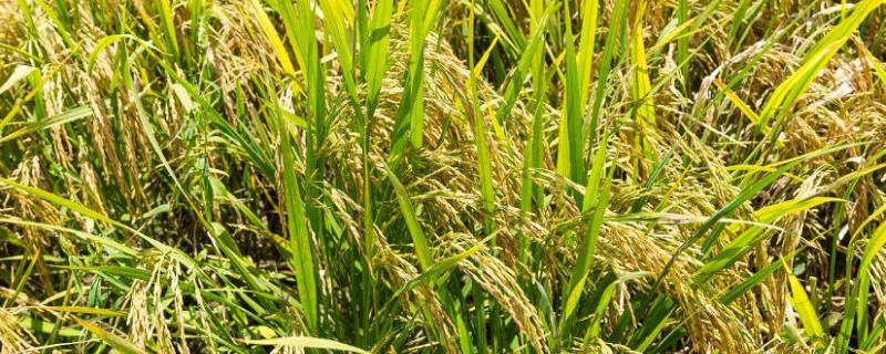 10香优龙丝苗水稻品种简介，全生育期148.0天