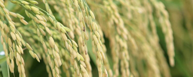 楚丰优荆香丝苗水稻品种的特性，每亩插足基本苗8万以上