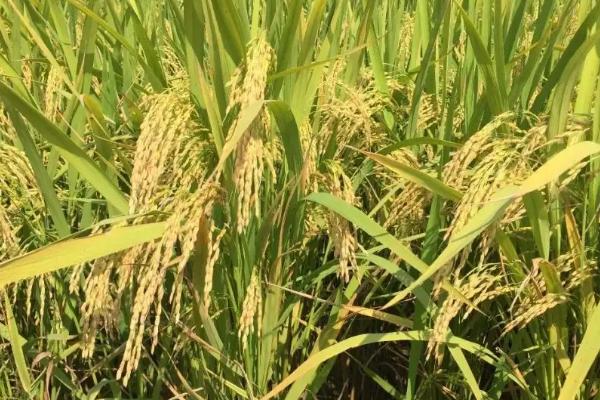 箴两优郢香丝苗水稻种子简介，秧田播种量每亩10.0千克