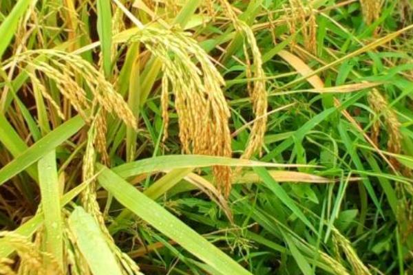 合优丝苗水稻品种简介，全生育期118.0天
