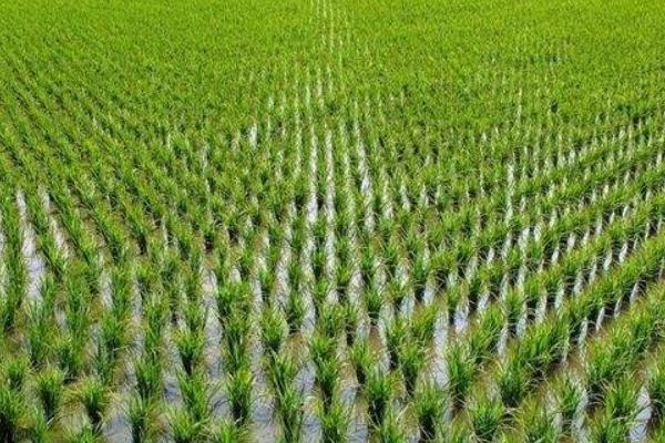 展两优1号水稻种子特点，每亩有效穗数19.3万穗