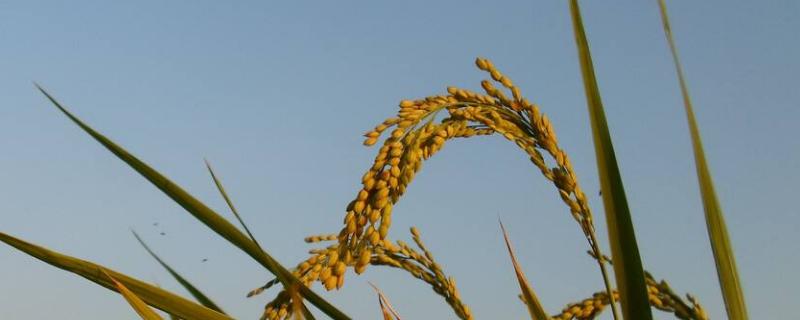 沪科优泰香水稻品种的特性，每亩插足基本苗8万以上