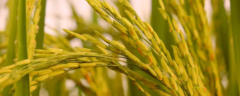 又香优15香水稻品种的特性，全生育期148.3天