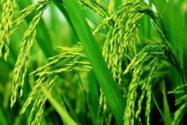 品香优308水稻种子简介，秧田播种量每亩1.0千克