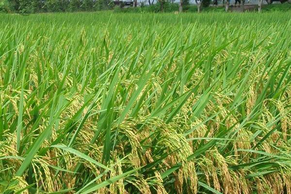 楚丰优荆香丝苗水稻品种的特性，每亩插足基本苗8万以上