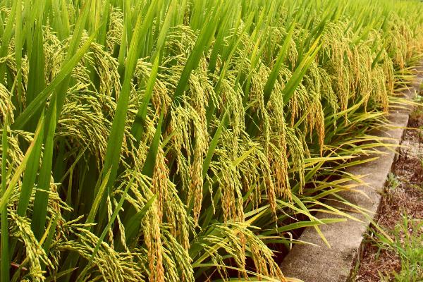 10香优龙丝苗水稻品种简介，全生育期148.0天