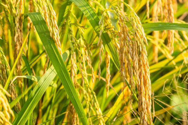 楚丰优荆香丝苗水稻品种的特性，每亩插足基本苗8万以上