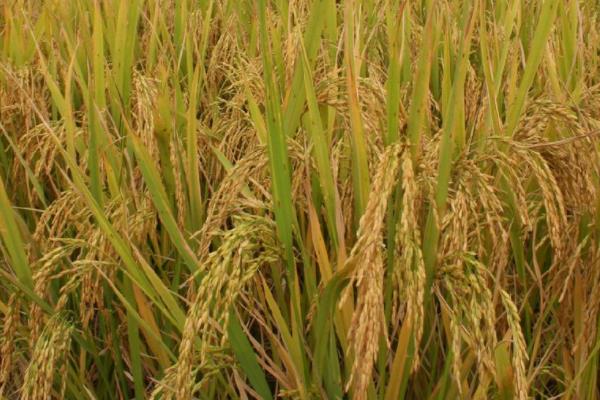 楚丰优荆香丝苗水稻品种的特性，每亩插足基本苗8万以上