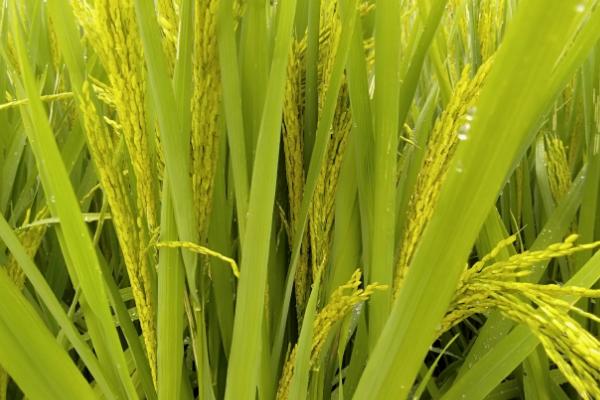荃泰优836水稻种子特征特性，秧田播种量每亩10.0千克